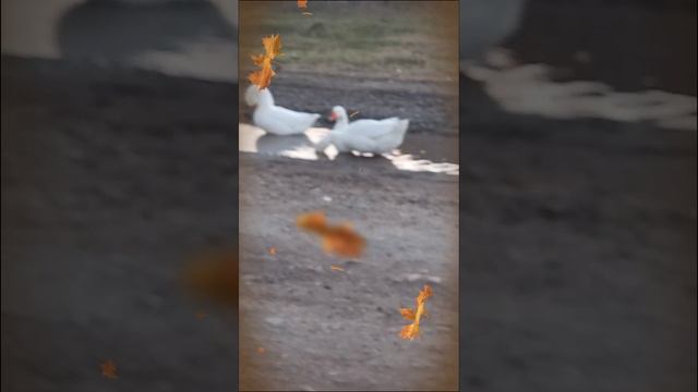 Пока В Селе Тепло.