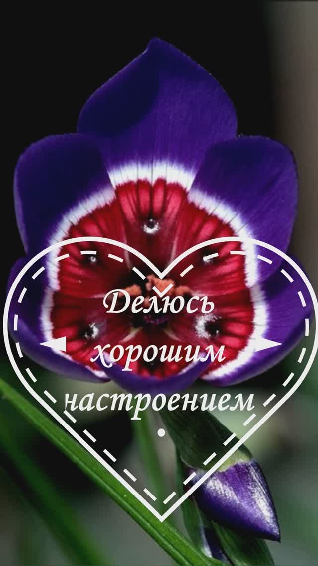 Делюсь хорошим настроением!