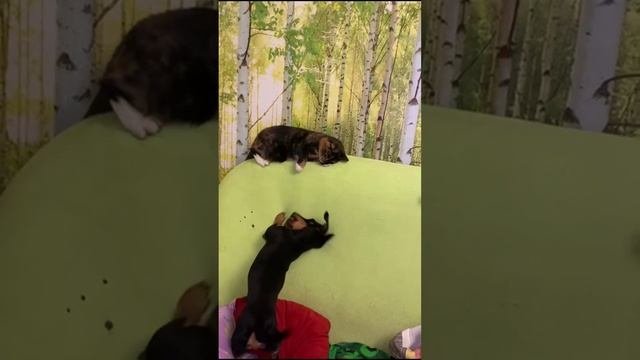 Как кошка с собакой