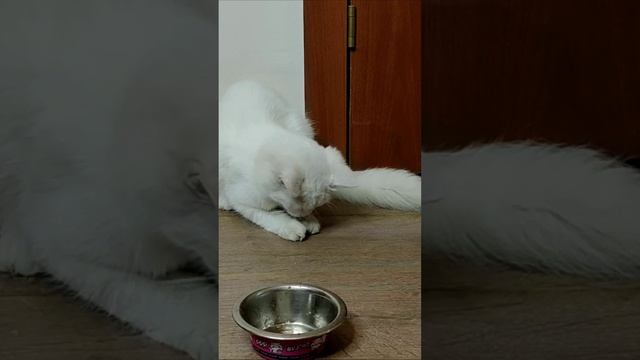 Охота на мух. #котята #шорты 4k