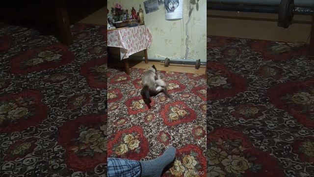 Поиграй со мной.mp4