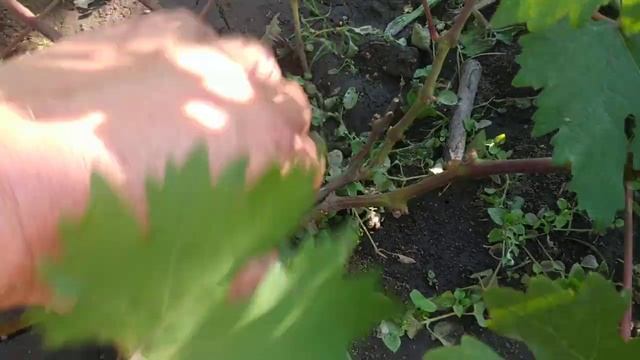 Виноград. Байконур 2й год,- зазвездился*...