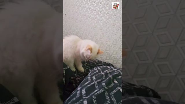 Настюня сегодня с утра пораньше угощает конфетами 🌞🍬🐈