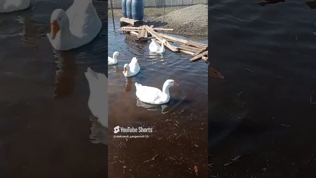 Гуси почти как лебеди, но эти крики...