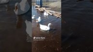 Гуси почти как лебеди, но эти крики...