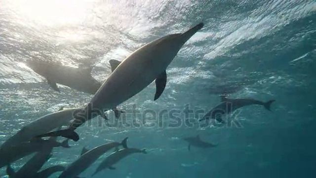1000019282.webm