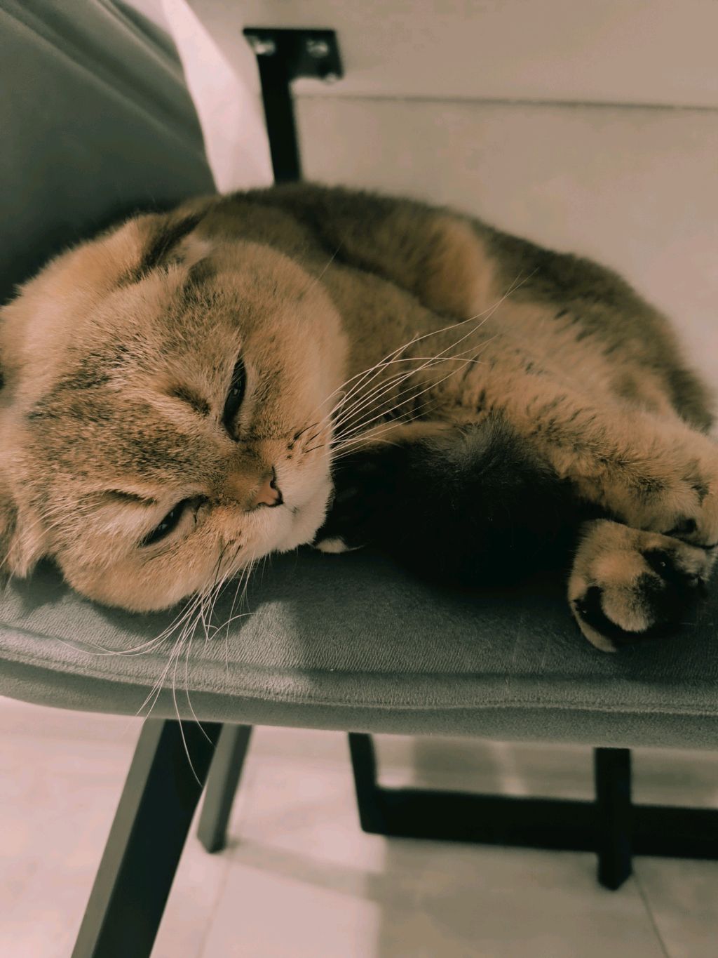 кот