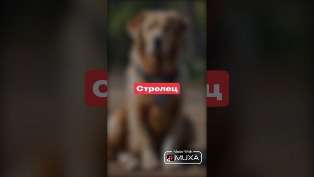 Стрелец