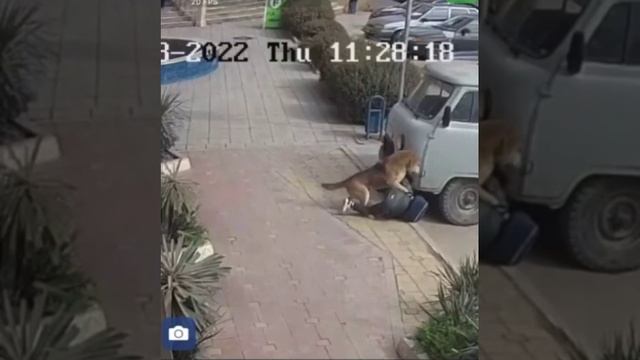 Мальчик хотел погладить бродячую собак и она на него напала.