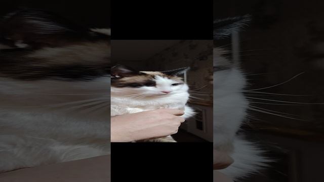 Кот Кика вырывается ©20241207