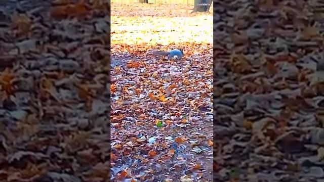 Осень ноябрь и белки на деревьях 🐿️