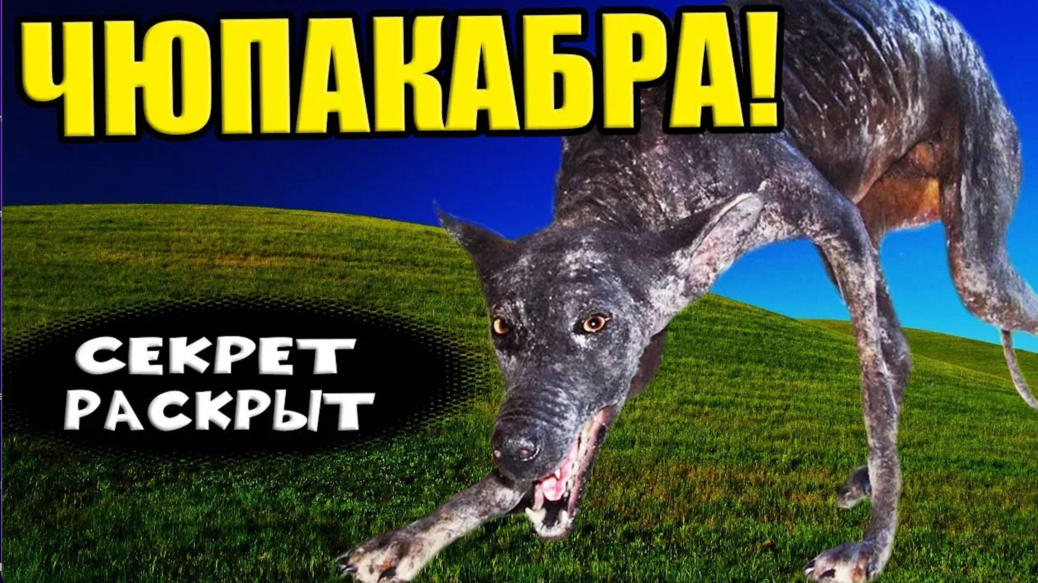 Чупакабра - вся правда. Безбашенные моменты на видео запись........#чупакабра