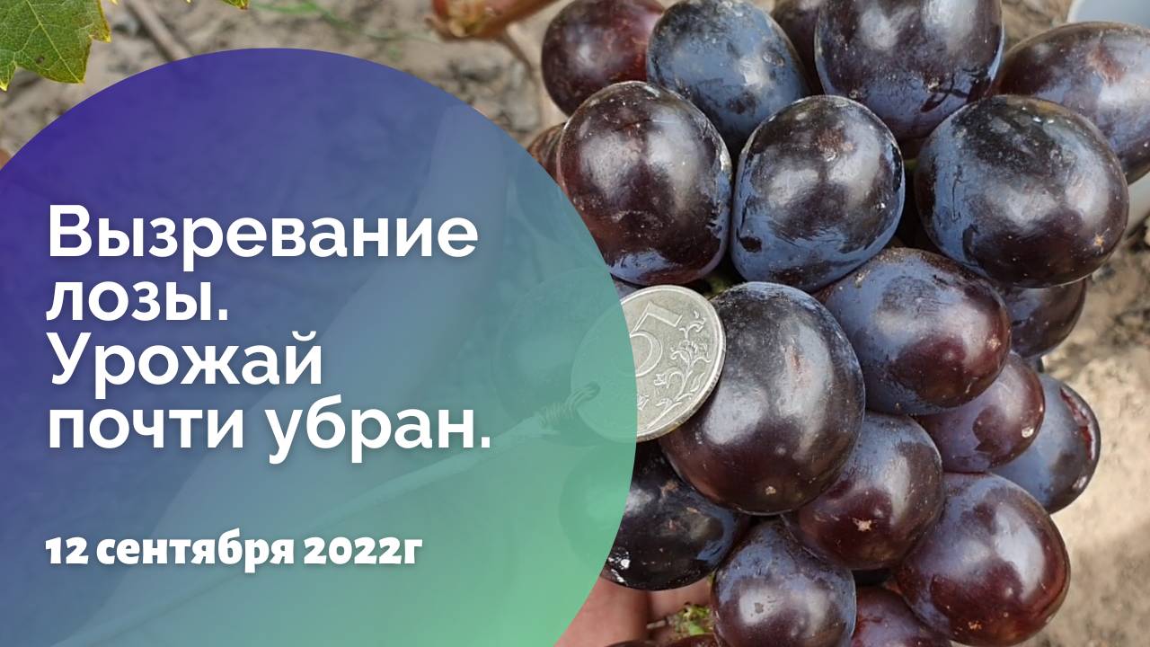Вызревание лозы. Урожай почти убран. 12.09.2022