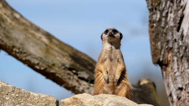 7363901-uhd_3840_2160_25fps