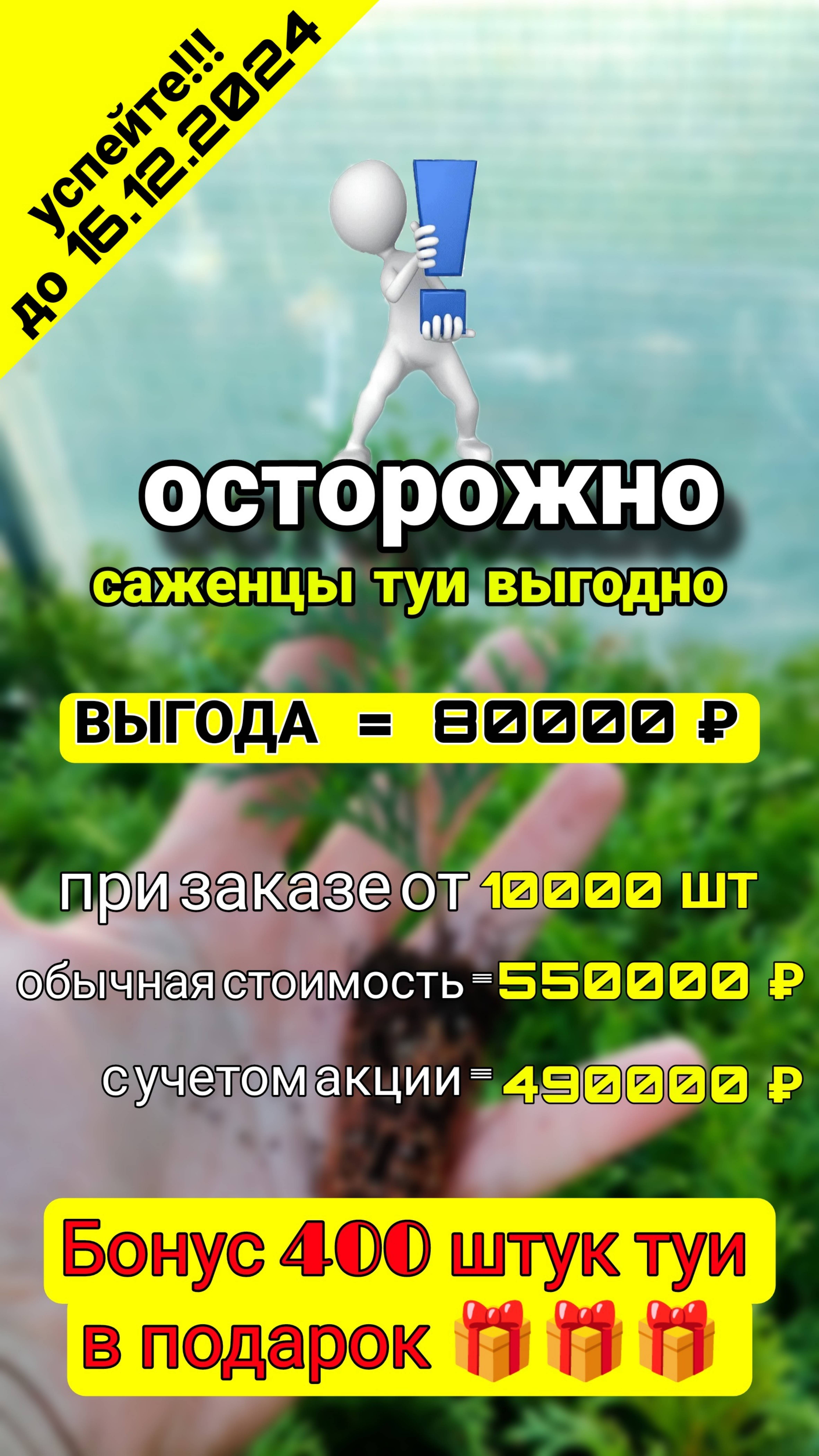 ОСТОРОЖНО!!! ТУИ В КАССЕТАХ теперь по 49 рублей!!! Успей!!! Акция!!! 400 штук в подарок!!!