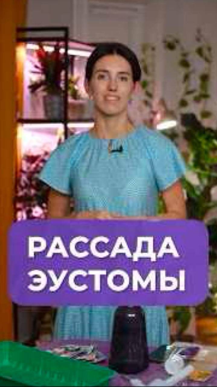 Секреты крепкой рассады эустомы! #растения #уход #садоводство
