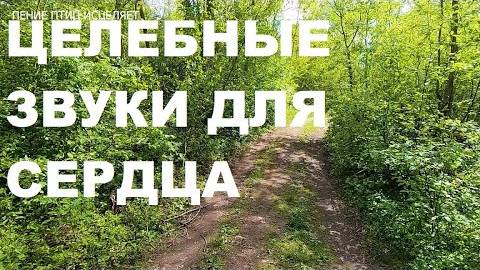 ВЕСЕННЕЕ ПЕНИЕ ДРОЗДОВ И ЛЕСНЫХ ПТИЦ ЭТО ЗВУКИ ИСЦЕЛЕНИЯ ОТ МАТУШКИ ПРИРОДЫ.ИСЦЕЛЕНИЕ ДУШИ И ТЕЛА.