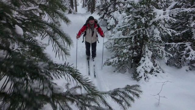dji neo в сибирской тайге . отличный результат. без падений пройден путь.