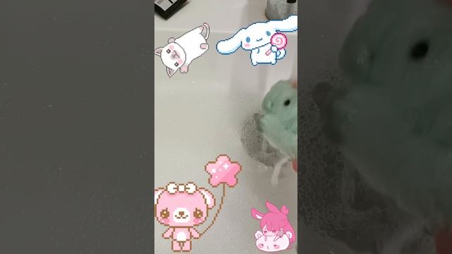 как я мою таба щенка