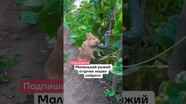 Подписывайтесь