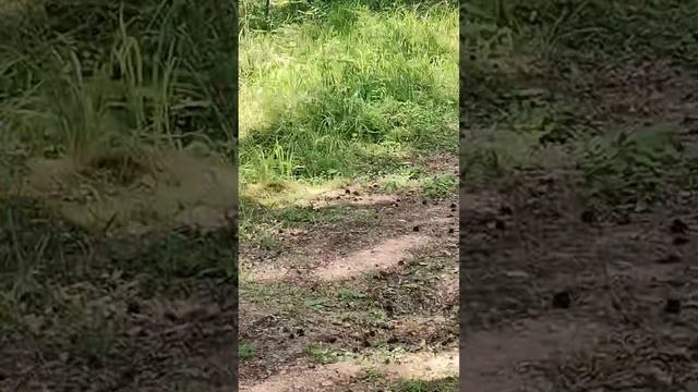 petal_20241208_003739.mp4