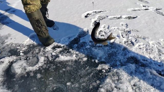 Щука в конце февраля