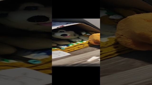 капибара и собаки