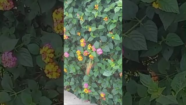 Колибри