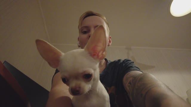 Кто лучше: корги или чихуахуа?