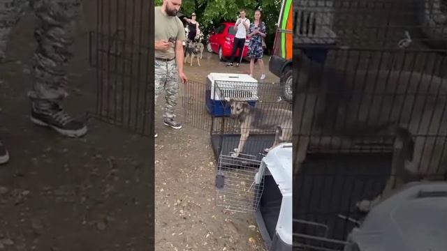 Зоозащитники выкидывают собак на улицу