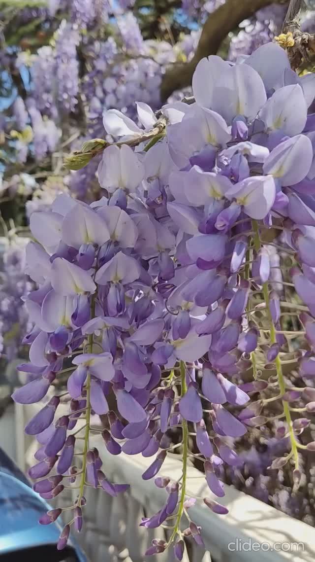 Цветущая глициния, Ялта