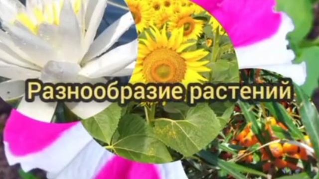 Польза марганцовки для растений.