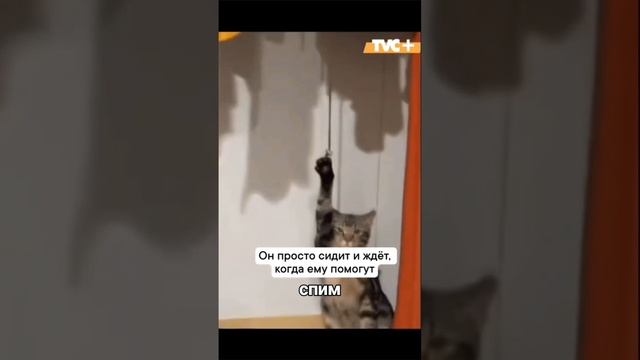 контент