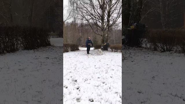 Муди Никас - учится ловить летящий диск