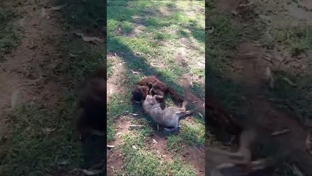 Охотничий котяра! Видео от знакомого