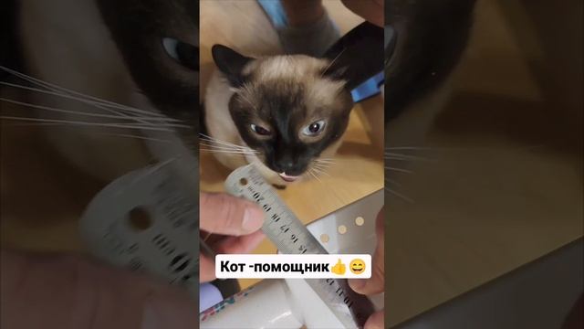 Кот + помощник 😄👍