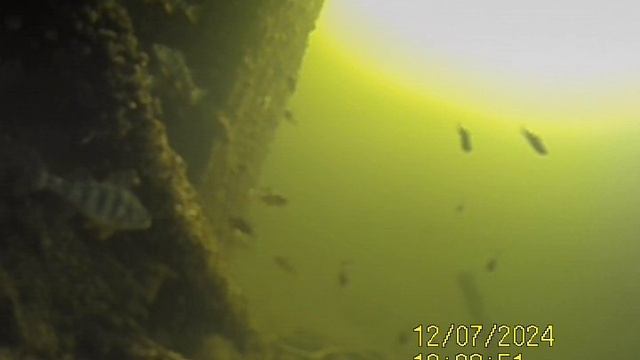 1000034836.mp4Волга гл.5м.07.12.2024г.