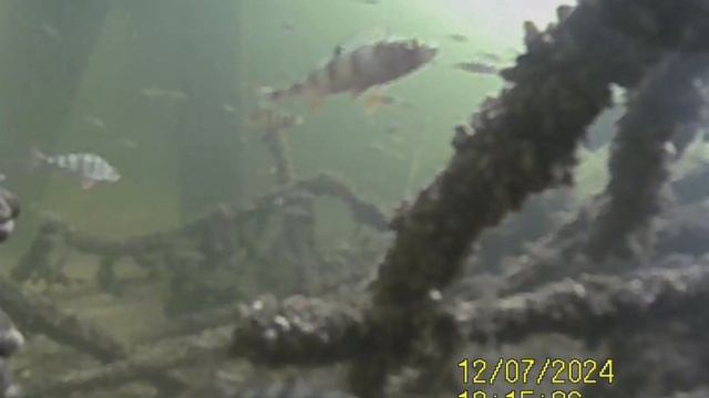 1000034841.mp4Волга гл.5м.07.12.2024г.