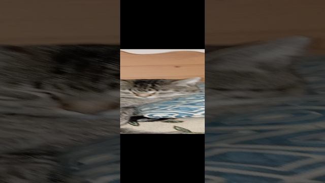 Забота о братьях наших меньших
