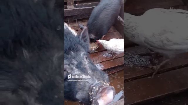 Свинарник на грани затопления