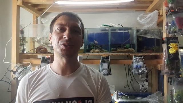 Корма, подделка или нет_ Мои размышления пока привёз и перевожу новых рыбок и растения.