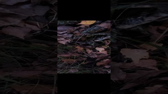 Ложные опята кирпично-красные. Грибы.