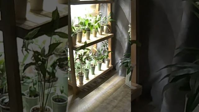 Стеллаж с фитосветом