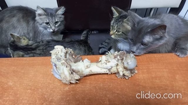 #ирченок#котейки#котопесики