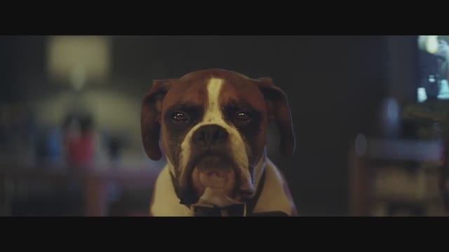 Buster_the boxer