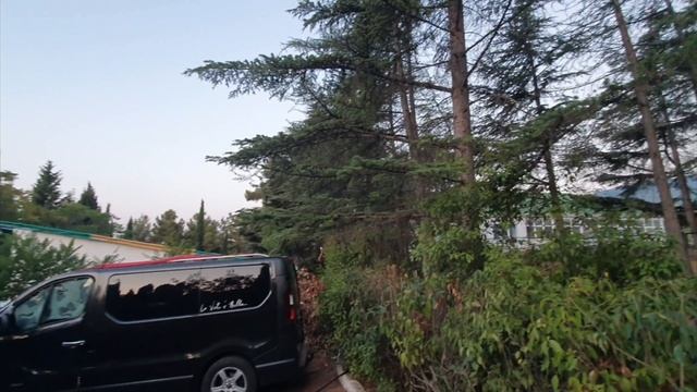 Цикады Алушта