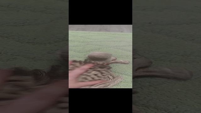 это залитит!?!!!