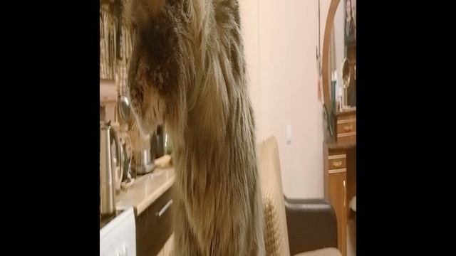 Филя хмурый с утра.Мама его не долюбила
