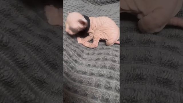 Котятки Эльфы ❤️❤️❤️