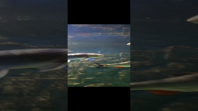 Москвариум 🦂🐙🦈🐡🐠🐟🦭🐬🐋🐳